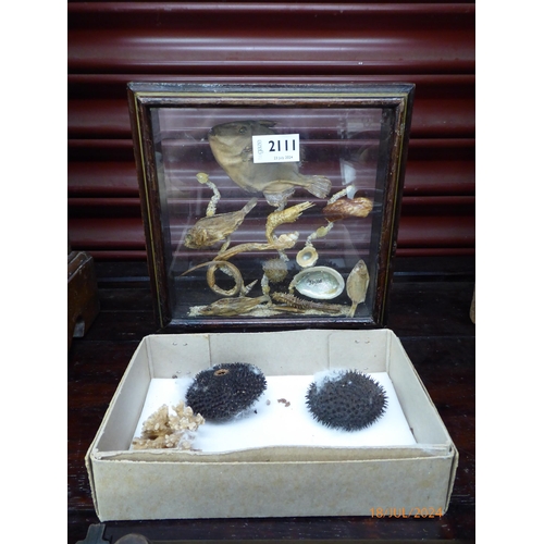 2111 - A taxidermy fish  and sea urchins frame