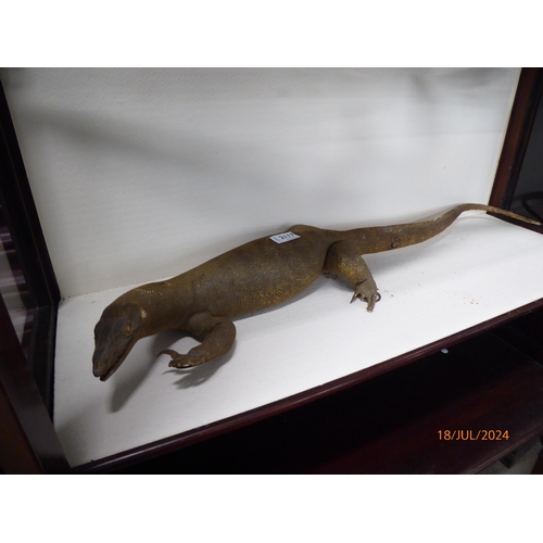 2117 - A taxidermy komodo dragon