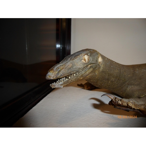 2117 - A taxidermy komodo dragon