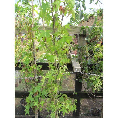 3008 - A Liquidambar Tree