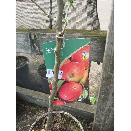 3014 - An Apple Tree 