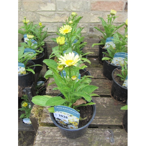 3028 - 4 Leucanthemum 