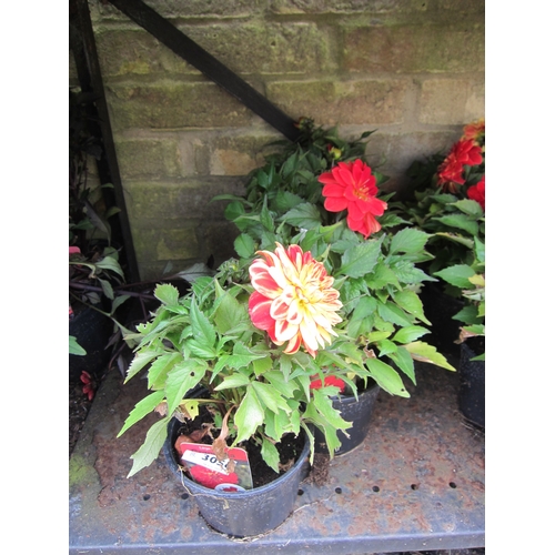 3056 - 4 Dahlia 