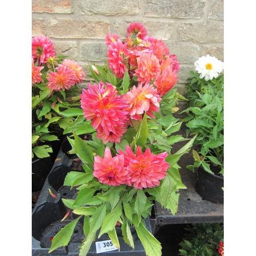 3057 - 4 Dahlia 