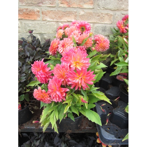 3058 - 4 Dahlia 