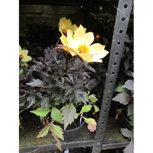 3067 - 4 Dahlia 