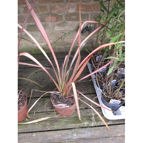 3090 - A Phormium