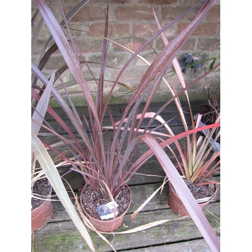 3091 - A Phormium