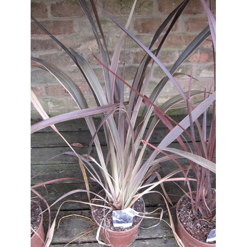 3092 - A Phormium