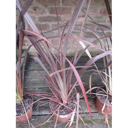 3093 - A Phormium