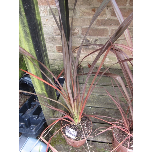 3094 - A Phormium