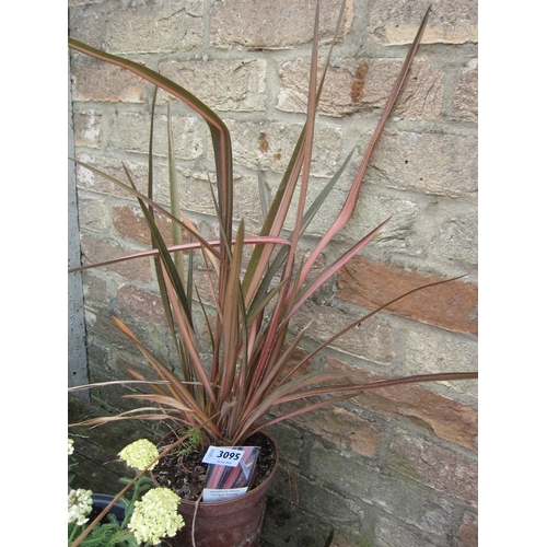 3095 - A Phormium