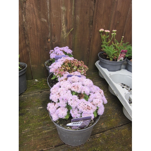 3097 - 3 Ageratum