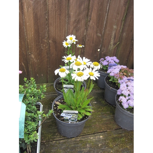 3098 - 3 Leucanthemum 