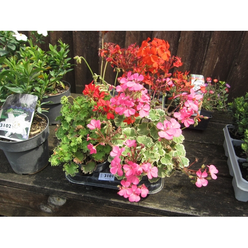 3101 - 4 mixed Geranium 