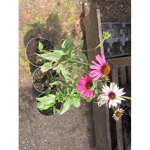 3108 - 3 Echinacea 