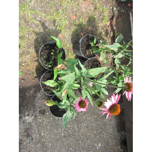 3109 - 3 Echinacea 