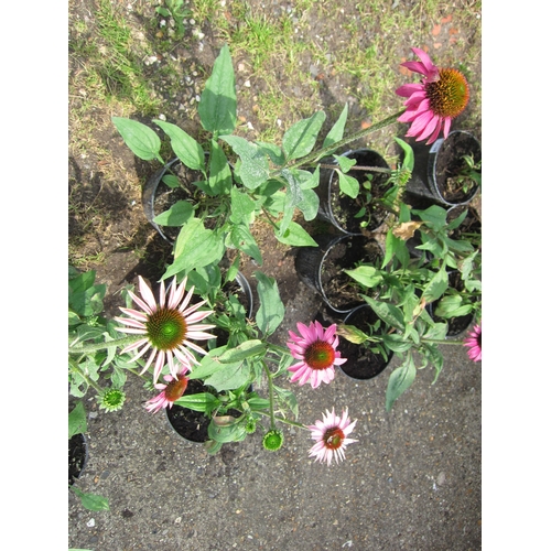 3110 - 3 Echinacea 