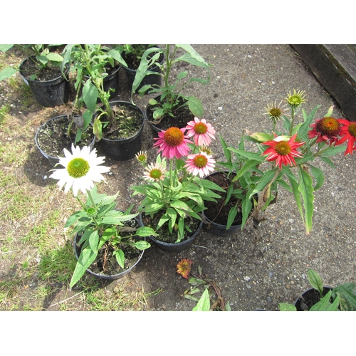 3112 - 3 mixed Echinacea