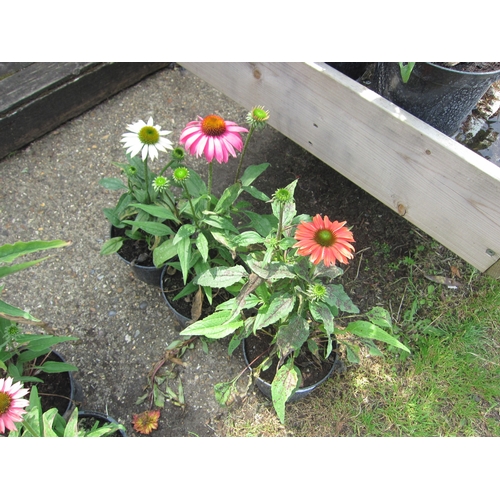 3113 - 3 mixed Echinacea