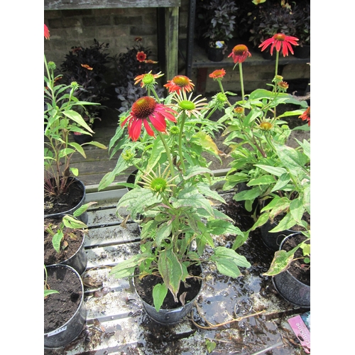 3115 - 3 Echinacea 