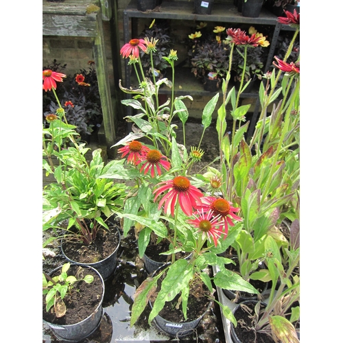 3117 - 3 Echinacea 