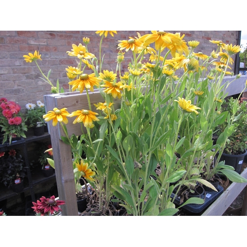 3121 - 8 Rudbeckia 