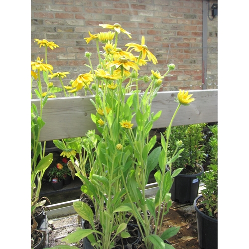 3122 - 8 Rudbeckia 