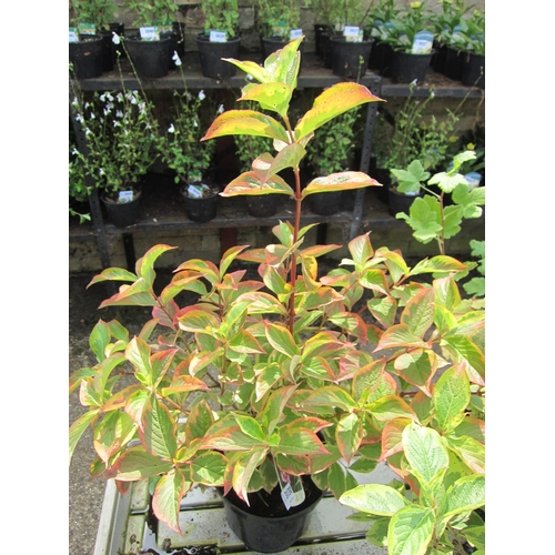 3130 - A Weigela Variegata