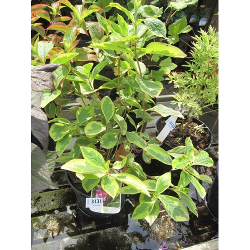 3131 - A Weigela Variegata