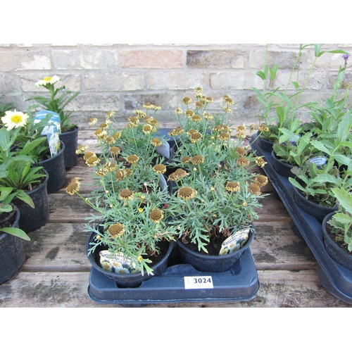 3024 - 6 Argyranthemum (Yellow Crazy Daisy)