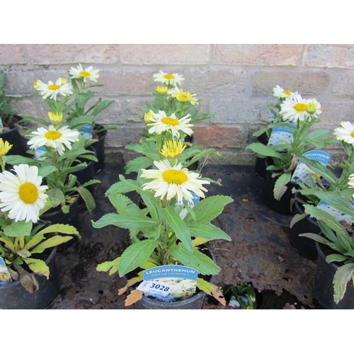 3028 - 4 Leucanthemum 