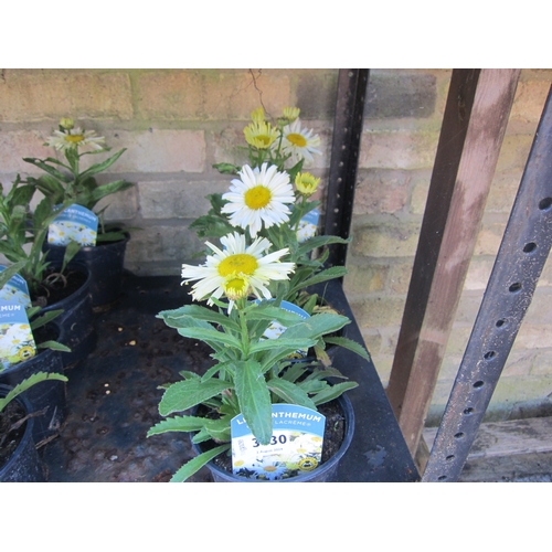 3030 - 4 Leucanthemum 