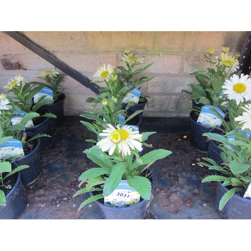 3031 - 4 Leucanthemum 