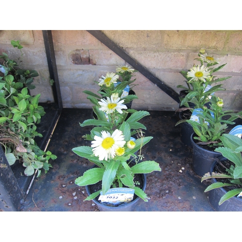 3032 - 4 Leucanthemum 