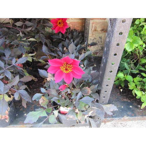 3041 - 4 Dahlia 