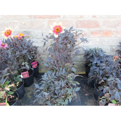 3056 - 4 mixed Dahlia