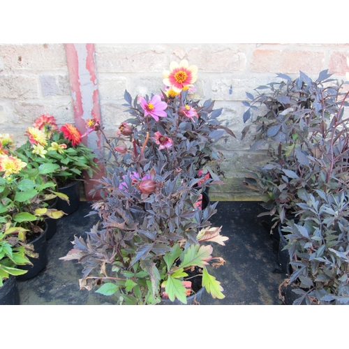 3057 - 4 mixed Dahlia