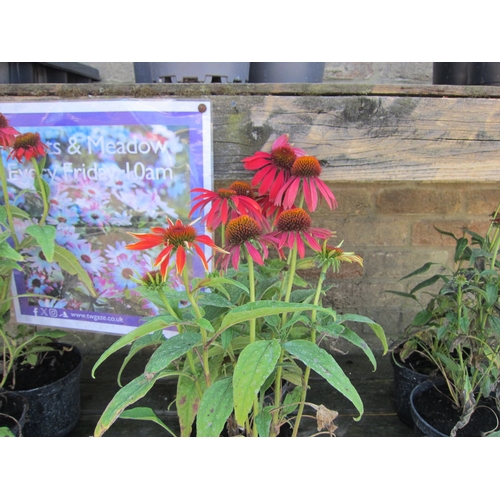 3071 - 3 Echinacea 