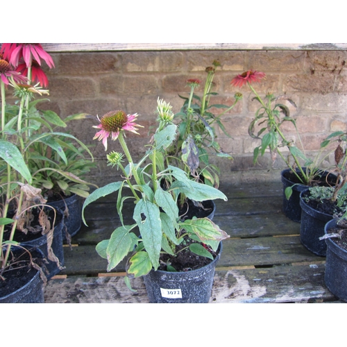 3072 - 3 Echinacea 