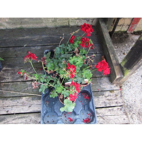 3074 - 5 Ivy Geranium 