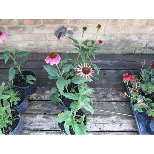 3075 - 3 Echinacea 