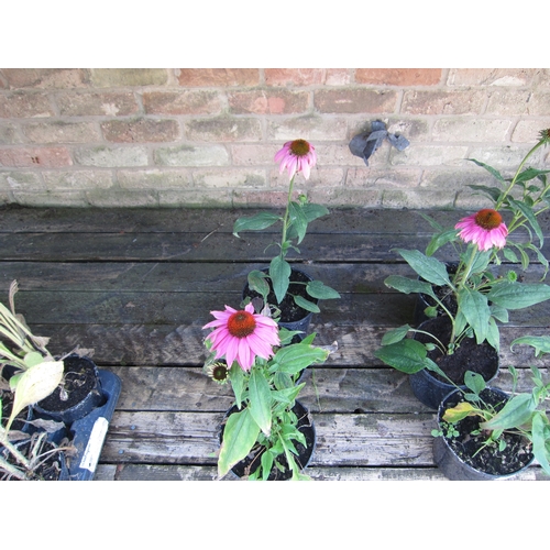 3076 - 3 Echinacea 