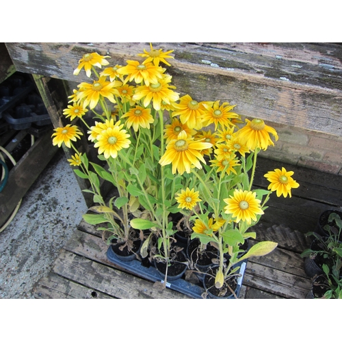 3077 - 8 Rudbeckia 