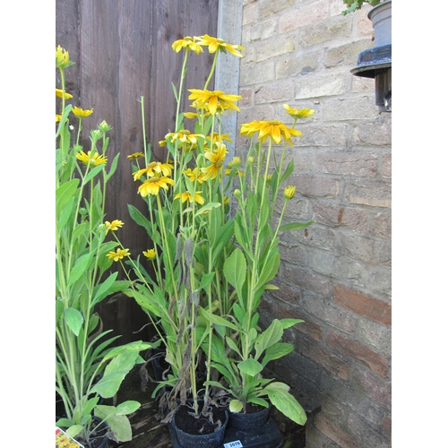 3078 - 8 Rudbeckia 