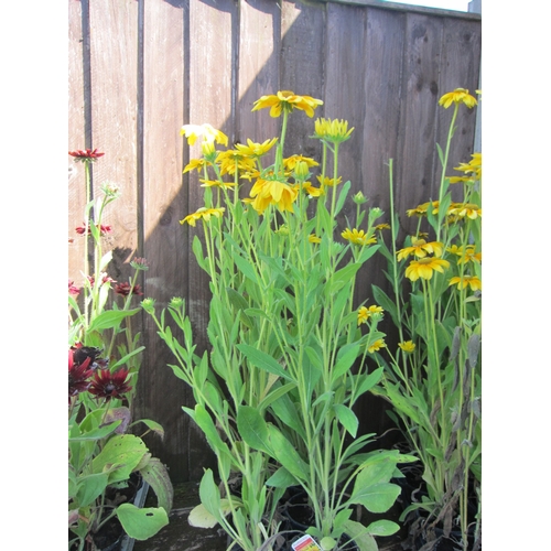 3079 - 8 Rudbeckia 