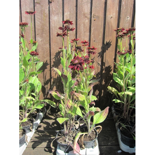 3081 - 8 Rudbeckia 