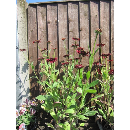 3082 - 8 Rudbeckia 