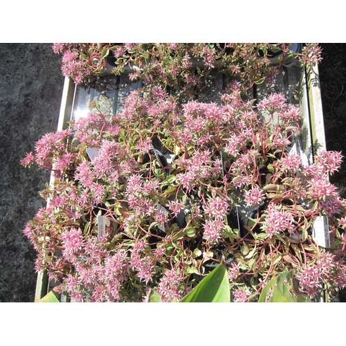 3091 - 8 Sedum 