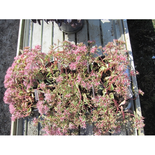 3092 - 8 Sedum 